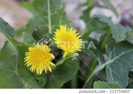 早春田野中盛開的黃色野草花 早春田野中盛開的黃色野草花 123754007