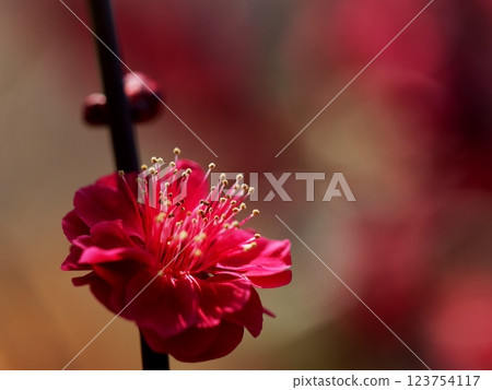 Red flower	 123754117