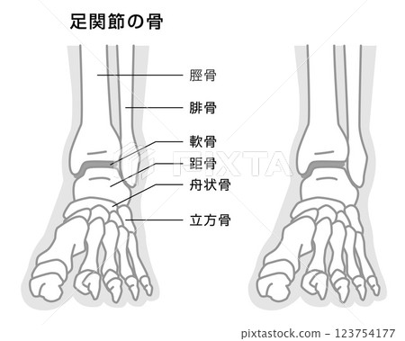 Ankle bones explanatory illustration, monotone 123754177