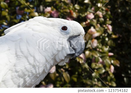 鸚鵡, 金剛鸚鵡, 鳥, 山茶花 123754182