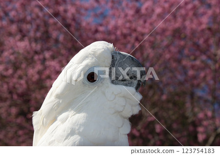 Parrot, Cockatoo, Bird, Cherry blossom, Kawazu cherry blossom Parrot, Cockatoo, Bird, Cherry blossom, Kawazu cherry blossom 123754183