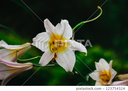 White yellow Lilium regale, called the regal or royal lily, king's lily. Flowering plant in a lily family Liliaceae. Trumpet-shaped big bell flowers. White yellow Lilium regale, called the regal or royal lily, king's lily. Flowering plant in a lily family Liliaceae. Trumpet-shaped big bell flowers. 123754324