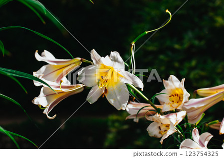 White yellow Lilium regale, called the regal or royal lily, king's lily. Flowering plant in a lily family Liliaceae. Trumpet-shaped big bell flowers. 123754325
