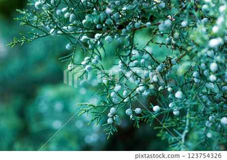 Juniper (Latin Juniperus) evergreen coniferous shrub brunches. Cypress family plant with blue fresh berries. Scopulorum tree is growing in wild forest Juniper (Latin Juniperus) evergreen coniferous shrub brunches. Cypress family plant with blue fresh berries. Scopulorum tree is growing in wild forest 123754326