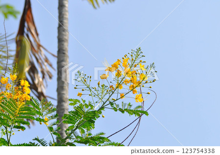Caesalpinia pulcherrima , Barbados pride or Dwarf Poinciana or Peacock flower or FABACEAE or LEGUMINOSAE CAESALPINIOIDEAE or yellow flower Caesalpinia pulcherrima , Barbados pride or Dwarf Poinciana or Peacock flower or FABACEAE or LEGUMINOSAE CAESALPINIOIDEAE or yellow flower 123754338