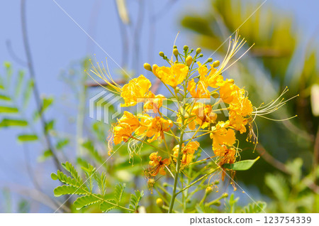 Caesalpinia pulcherrima , Barbados pride or Dwarf Poinciana or Peacock flower or FABACEAE or LEGUMINOSAE CAESALPINIOIDEAE or yellow flower Caesalpinia pulcherrima , Barbados pride or Dwarf Poinciana or Peacock flower or FABACEAE or LEGUMINOSAE CAESALPINIOIDEAE or yellow flower 123754339