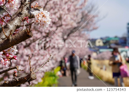 A road of happiness surrounded by spring cherry blossoms: A spectacular spring scene in Ashigara 123754343