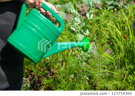 Watering Green Plants with a Watering Can on a Garden Plot Watering Green Plants with a Watering Can on a Garden Plot 123754360