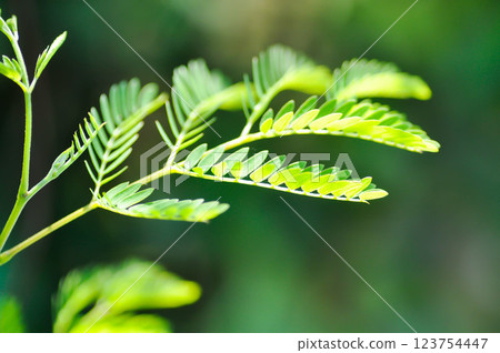 White Popinac , Lead Tree or Leucaena leucocephala or LEGUMINOSAE MIMOSOIDEAE White Popinac , Lead Tree or Leucaena leucocephala or LEGUMINOSAE MIMOSOIDEAE 123754447