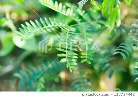 White Popinac , Lead Tree or Leucaena leucocephala or LEGUMINOSAE MIMOSOIDEAE White Popinac , Lead Tree or Leucaena leucocephala or LEGUMINOSAE MIMOSOIDEAE 123754448