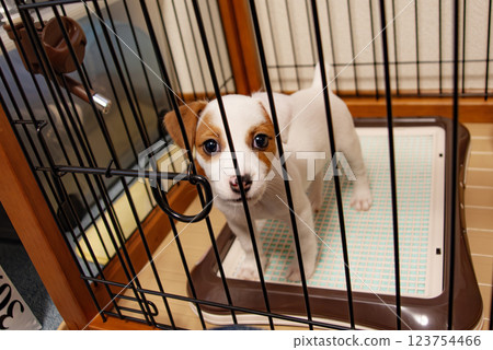Beagle dog in a cage 123754466