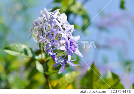 Sandpaper vine, Purple wreath or Queens wreath or purple flower Sandpaper vine, Purple wreath or Queens wreath or purple flower 123754478