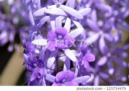 Sandpaper vine, Purple wreath or Queens wreath or purple flower Sandpaper vine, Purple wreath or Queens wreath or purple flower 123754479