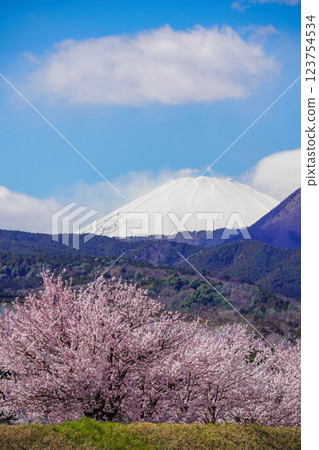 春天櫻花盛開、富士山壯麗景色：日本春天在藍天下閃閃發光 123754534