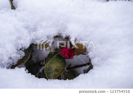 山茶花從雪中探出頭來 123754558