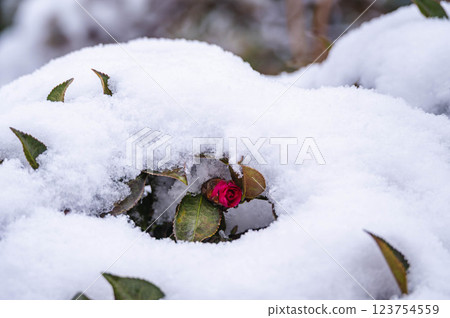 Camellia peeking out from the snow Camellia peeking out from the snow 123754559