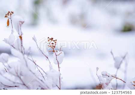 Spring snow and dead trees Spring snow and dead trees 123754563