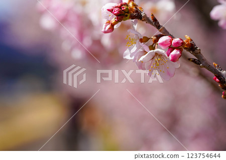 Ashigara's Happy Road, decorated with spring-like cherry blossoms in full bloom: a springtime landscape 123754644