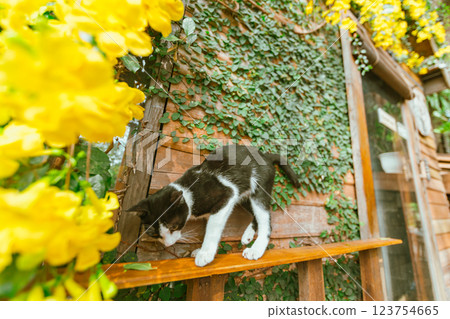 Black cat on a wooden fence 123754665
