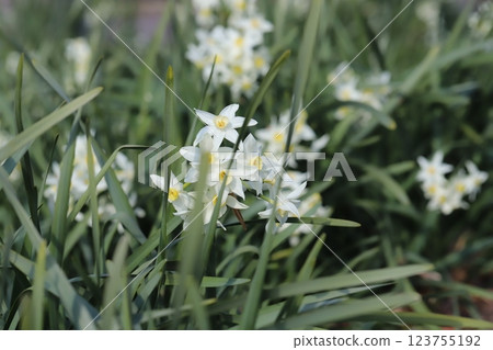 White daffodil flowers blooming in the garden in early spring White daffodil flowers blooming in the garden in early spring 123755192