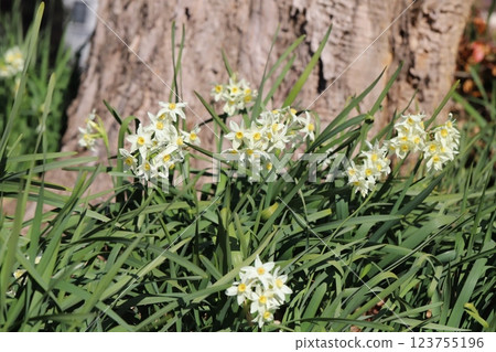 早春花園裡盛開的白色水仙花 早春花園裡盛開的白色水仙花 123755196