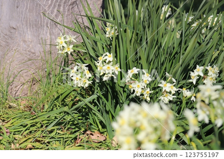 早春花園裡盛開的白色水仙花 早春花園裡盛開的白色水仙花 123755197