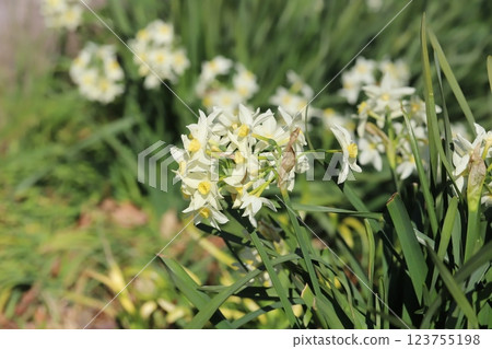 White daffodil flowers blooming in the garden in early spring White daffodil flowers blooming in the garden in early spring 123755198