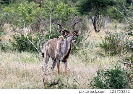 Male Greater Kudu in african savanna Male Greater Kudu in african savanna 123755222