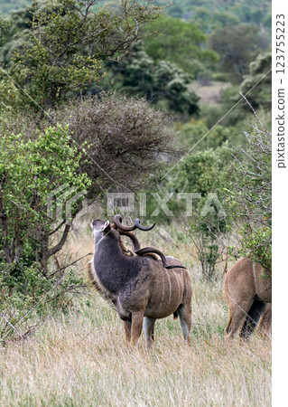 Male Greater Kudu in african savanna 123755223