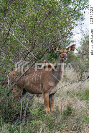 Female Greater Kudu portrait, african savanna Female Greater Kudu portrait, african savanna 123755224