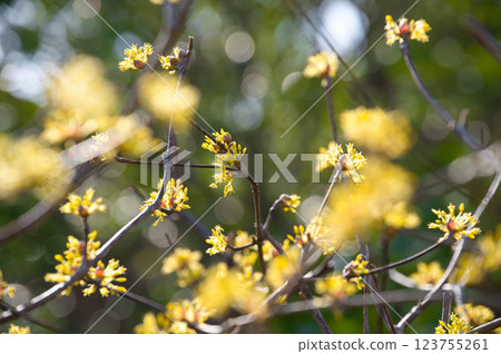 Sansuyu flowers heralding the arrival of spring 123755261