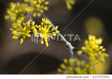Sansuyu flowers heralding the arrival of spring Sansuyu flowers heralding the arrival of spring 123755264