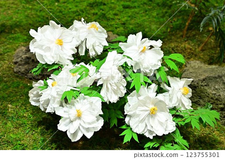 Peony of Yushien 123755301