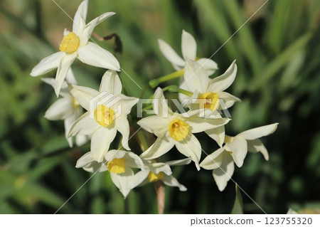 早春時節,花園中盛開著白色花瓣和黃色花冠的水仙花 早春時節,花園中盛開著白色花瓣和黃色花冠的水仙花 123755320