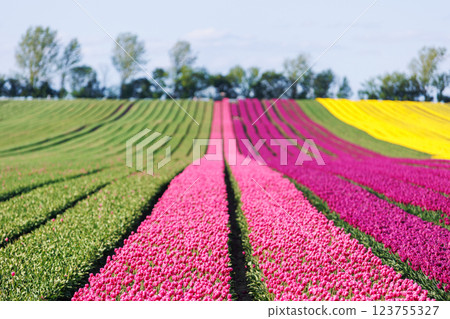 Scenic view of rows of bright colorful blooming tulips flower field in Europe. Dutch floral commercial plantation bulb growing business. Beautiful natural Netherlands landscape 123755327