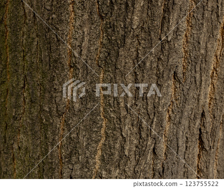Maritime Pine, Pinus pinaster trunk symbol. Texture made of maritime pine tree bark. Beautiful Maritime Pine, Pinus pinaster trunk background. Conceptual image. Peaceful nature. 123755522