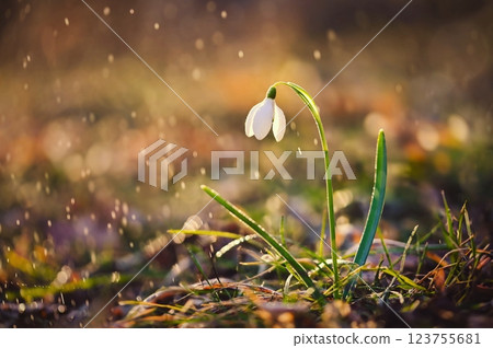 Spring background. Beautiful first spring flowers for the beginning of spring time and season. Concept for nature and environment. 123755681