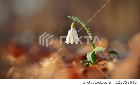 Spring background. Beautiful first spring flowers for the beginning of spring time and season. Concept for nature and environment. 123755686