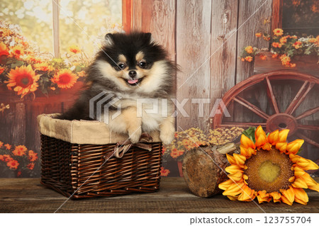 Cheerful Pomeranian Puppy in Rustic Basket Scene 123755704