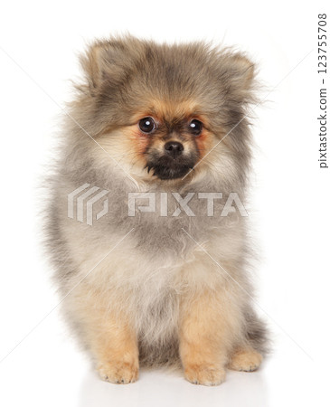 Expressive Pomeranian Puppy Portrait on White Canvas 123755708