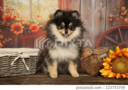 Adorable Pomeranian Puppy in Rustic Autumn Setting Adorable Pomeranian Puppy in Rustic Autumn Setting 123755709