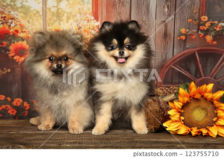 Two Pomeranian Puppies in Charming Fall Scene 123755710