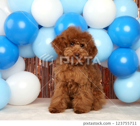 Fluffy Red Toy Poodle Puppy in a Festive Balloon Arch 123755711
