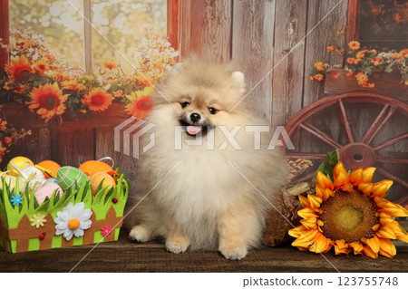 Light-Colored Pomeranian Puppy in Festive Autumn Setup Light-Colored Pomeranian Puppy in Festive Autumn Setup 123755748
