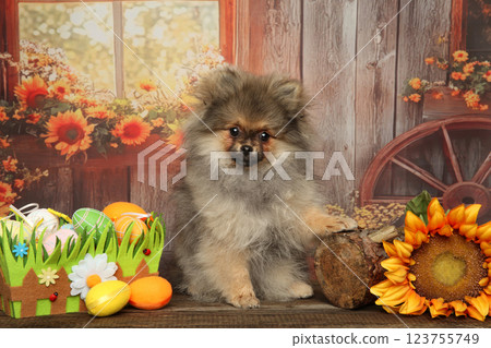 Sweet Pomeranian Puppy in Festive Rustic Spring Scene Sweet Pomeranian Puppy in Festive Rustic Spring Scene 123755749