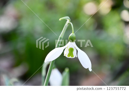 Snow Drop Snow Drop 123755772