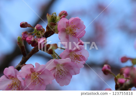 Pink flowers of early-blooming Kawazuzakura cherry blossoms blooming in a park in early spring 123755818