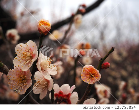 Close-up photo of pink plum blossoms 123755854