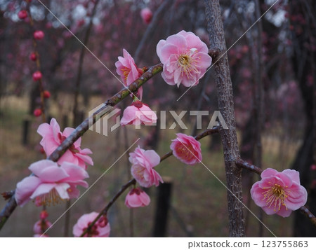 粉色梅花的特寫照片 粉色梅花的特寫照片 123755863