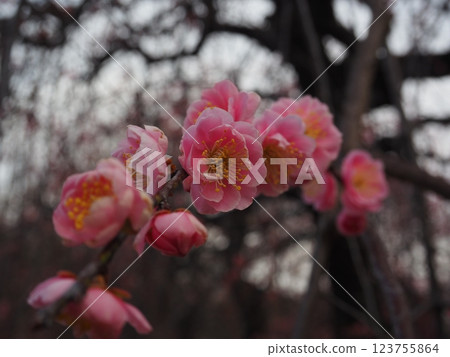 粉色梅花的特寫照片 粉色梅花的特寫照片 123755864